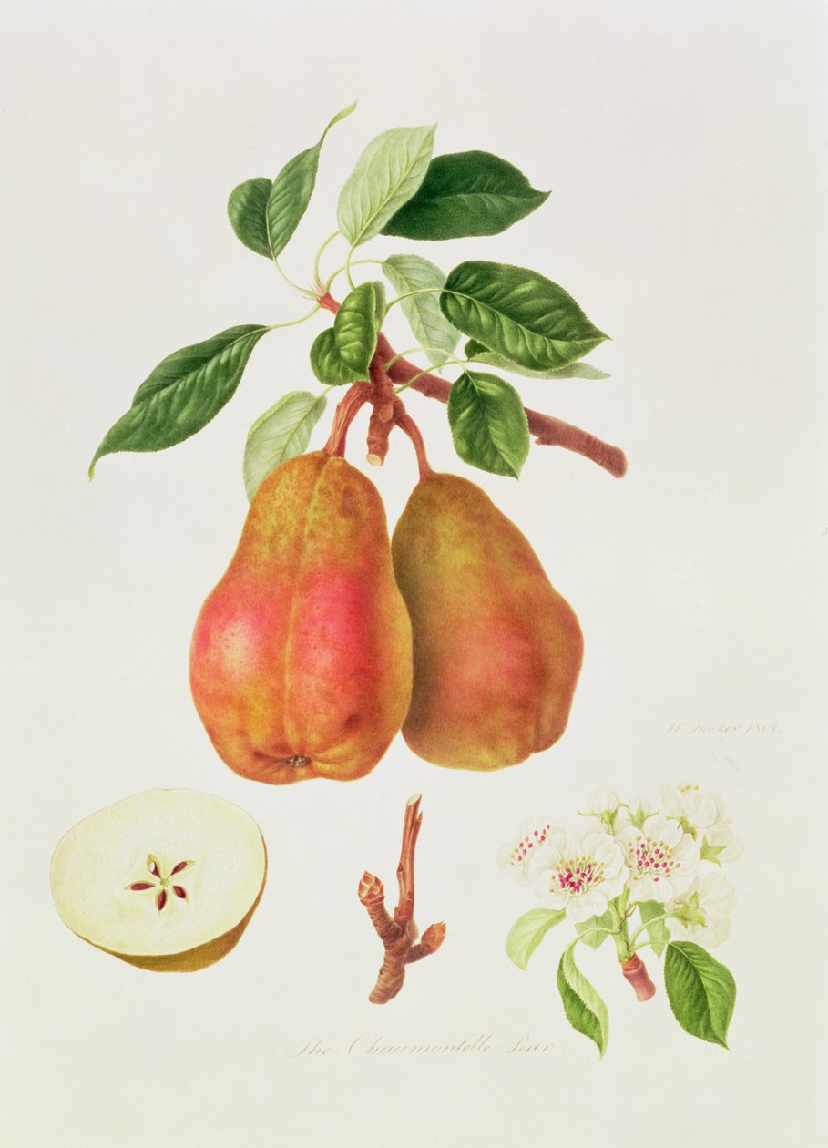 Chaumontelle-pære, 1818 af William Hooker