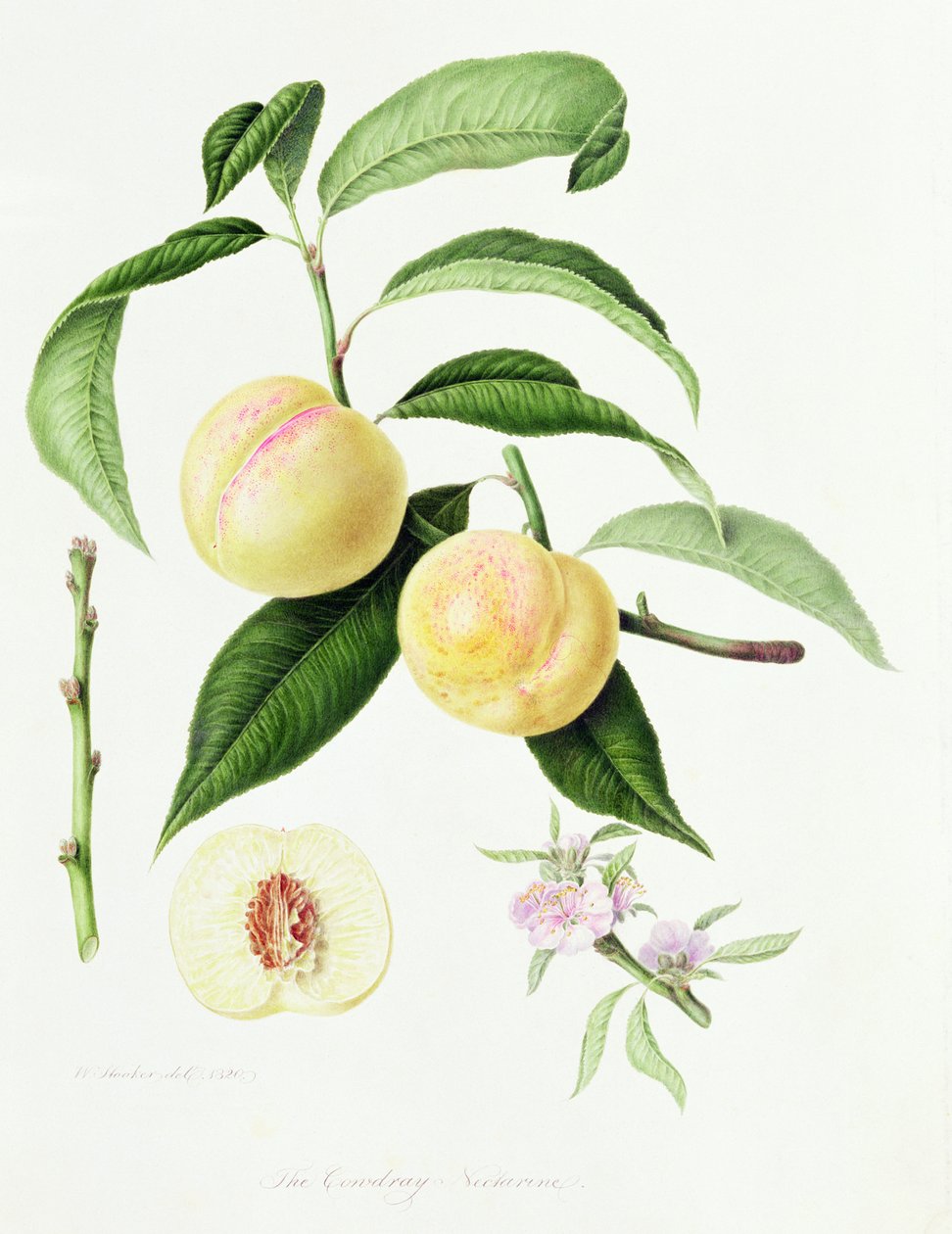 The Conudray Nectarine, 1820 af William Hooker