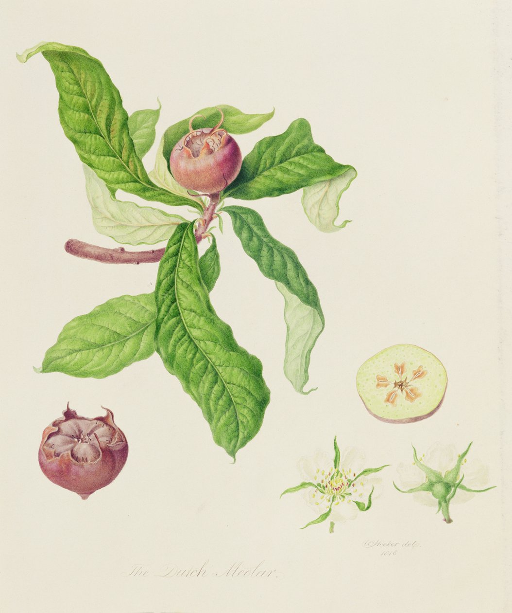 Den hollandske mispel, 1816 af William Hooker