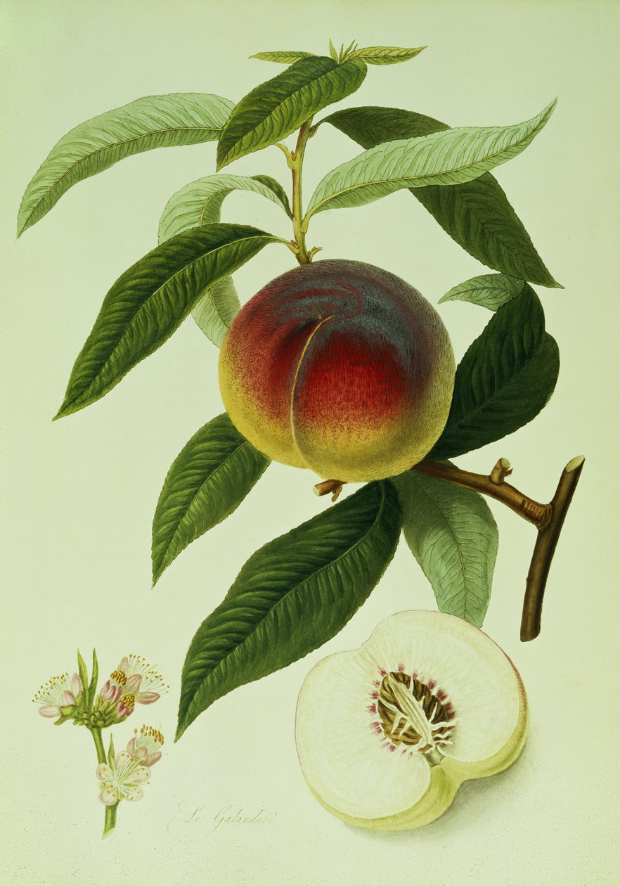 The Galande Peach (farvelitografi) af William Hooker