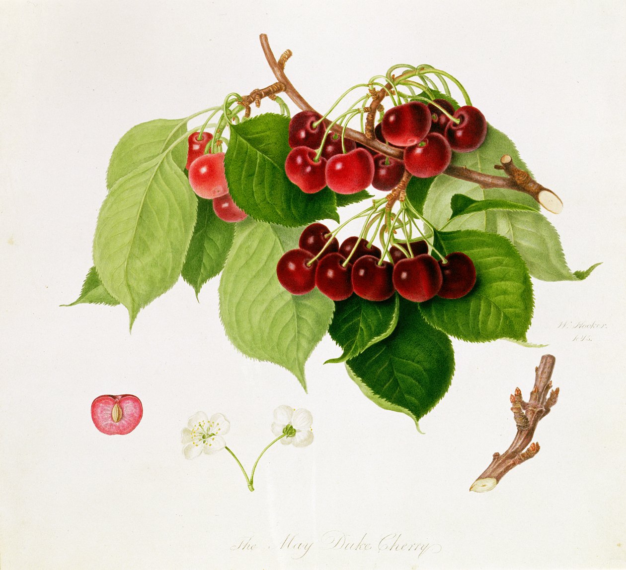 May Duke Cherry, 1815 af William Hooker