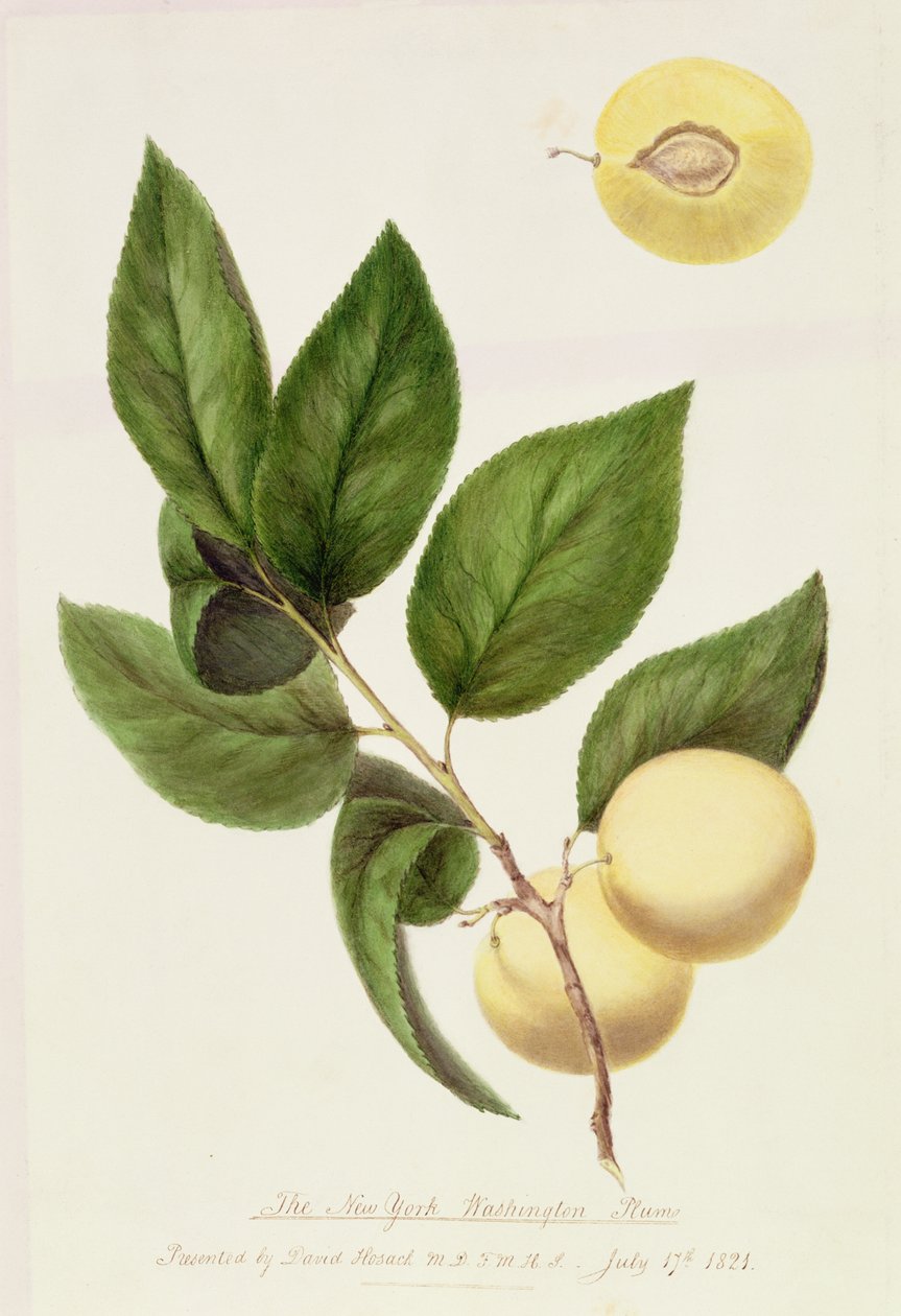 New York Washington Plum, 1821 af William Hooker