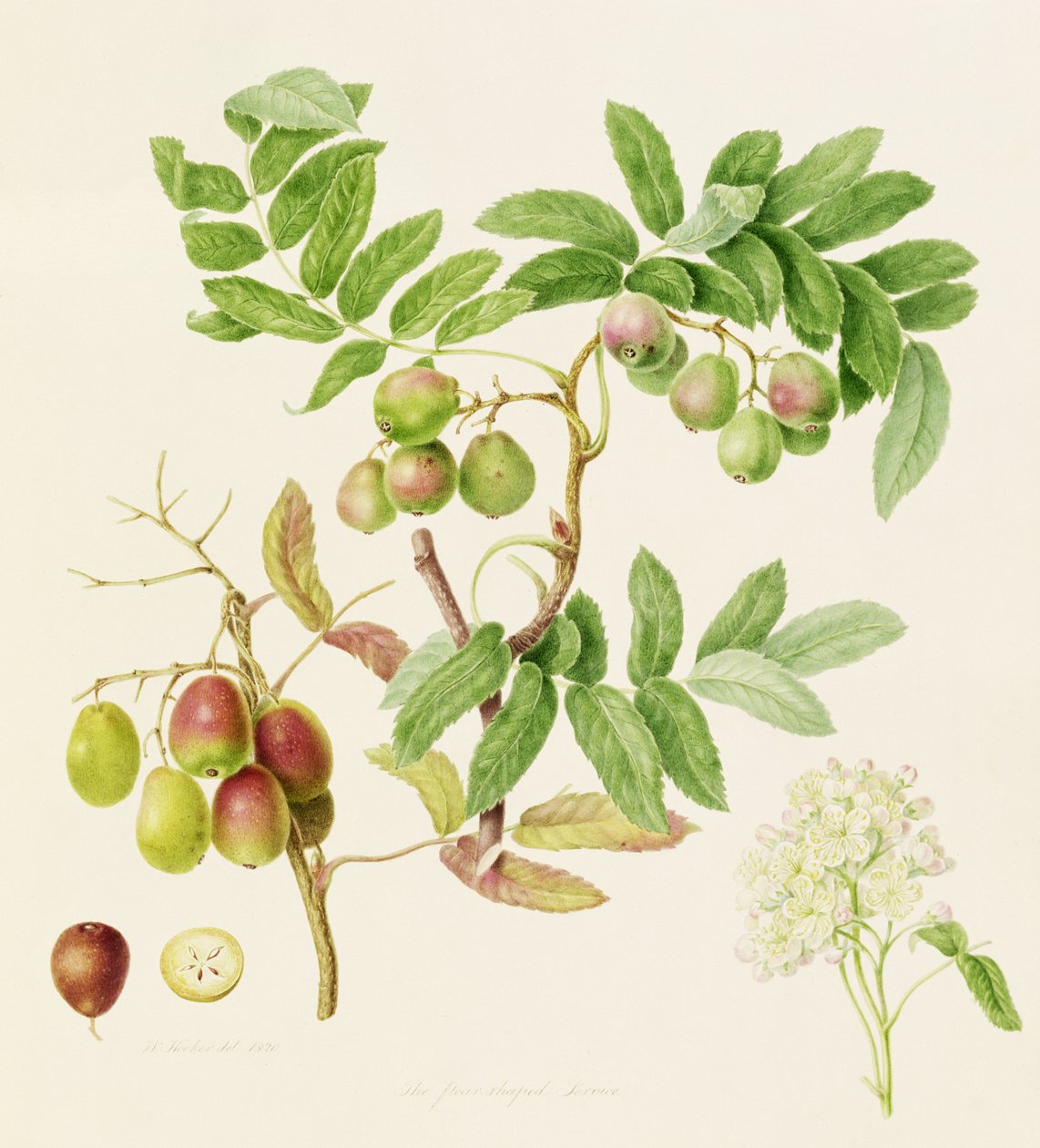 Det pæreformede servicekrabbeæble, 1820 af William Hooker