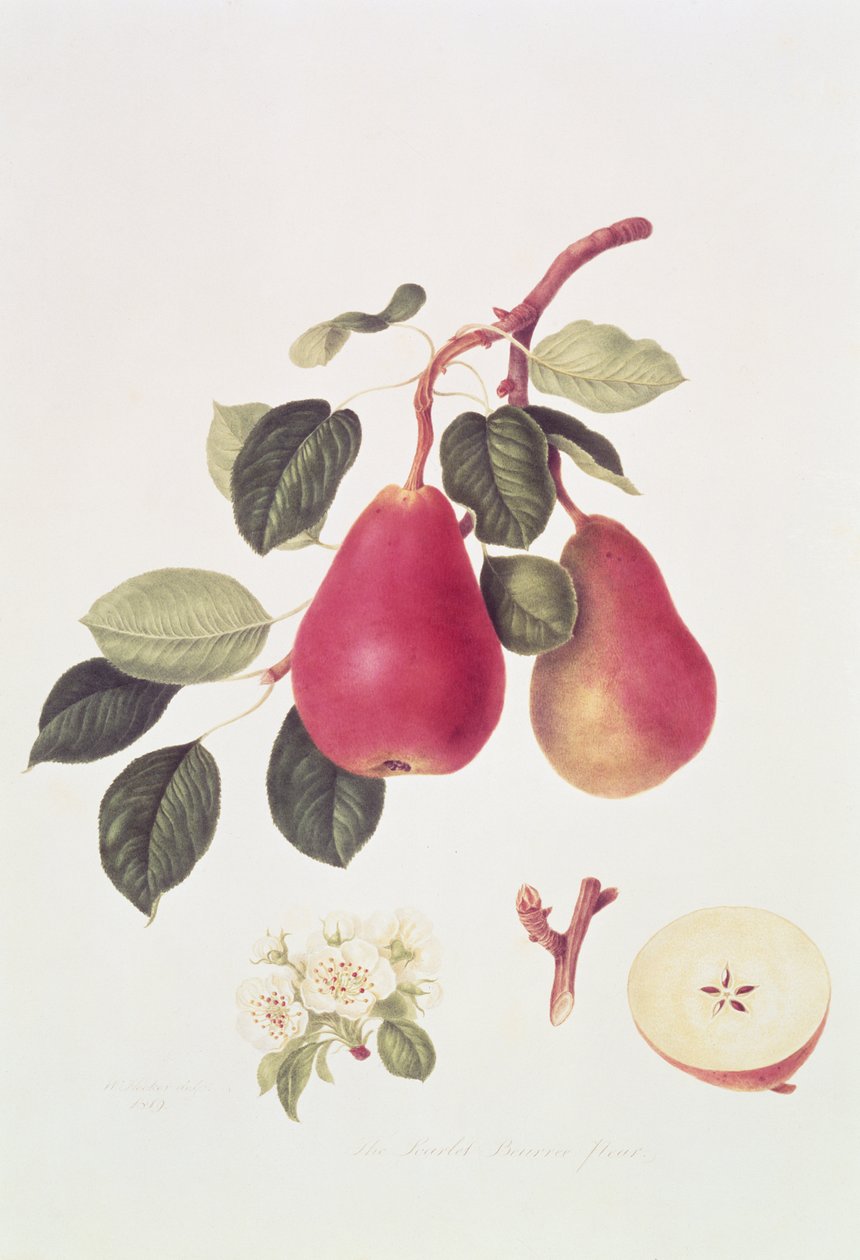Den skarlagensrøde pære, 1819 af William Hooker