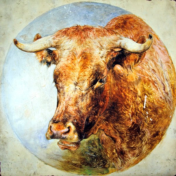 Hoved af en Longhorn Cow af William Huggins