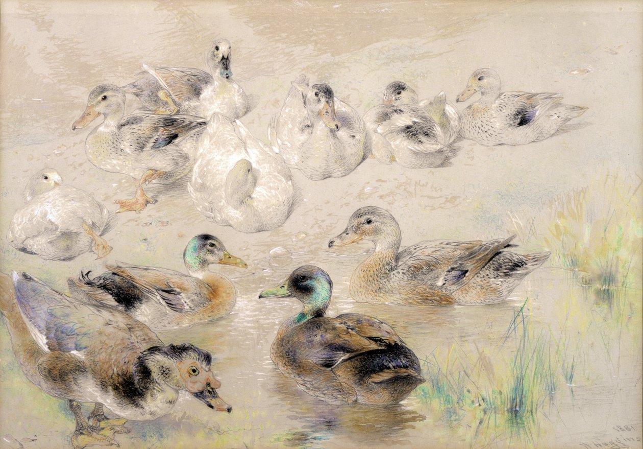 Studie af ænder af William Huggins