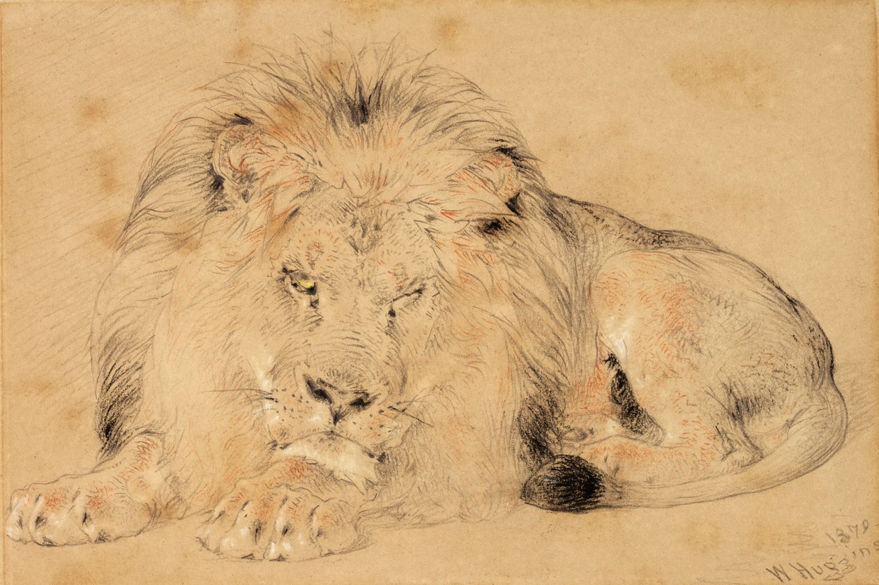 Study of a Lion, 1879 (kridt på papir) af William Huggins
