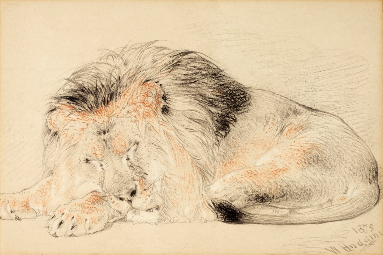 Studie af en løve, 1879 (kridt på papir) af William Huggins