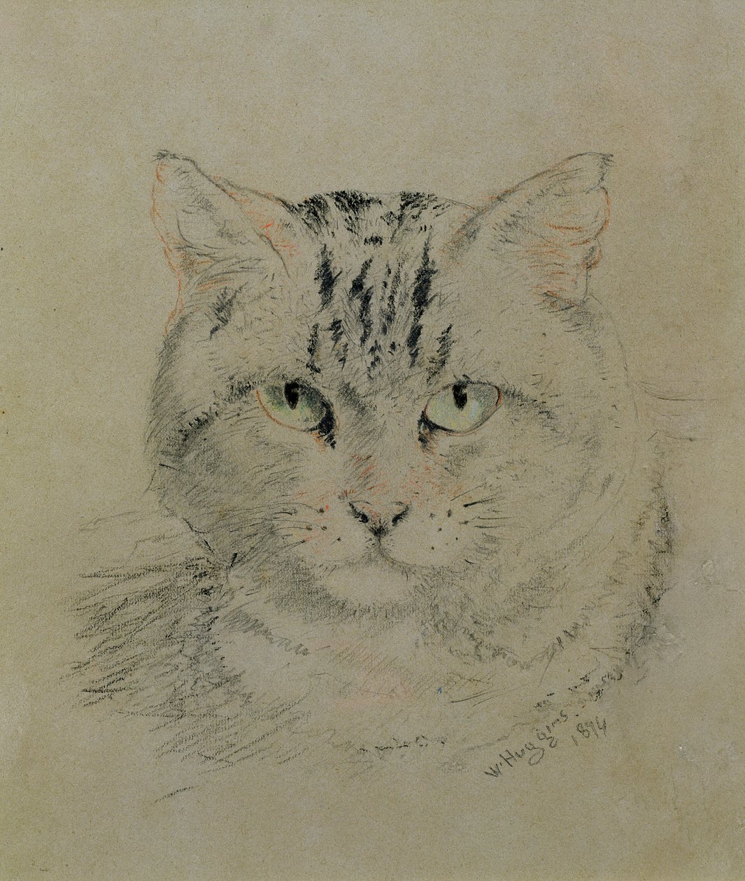 Tabby Cat, 1874 (blyant, farveblyant og kul på papir) af William Huggins