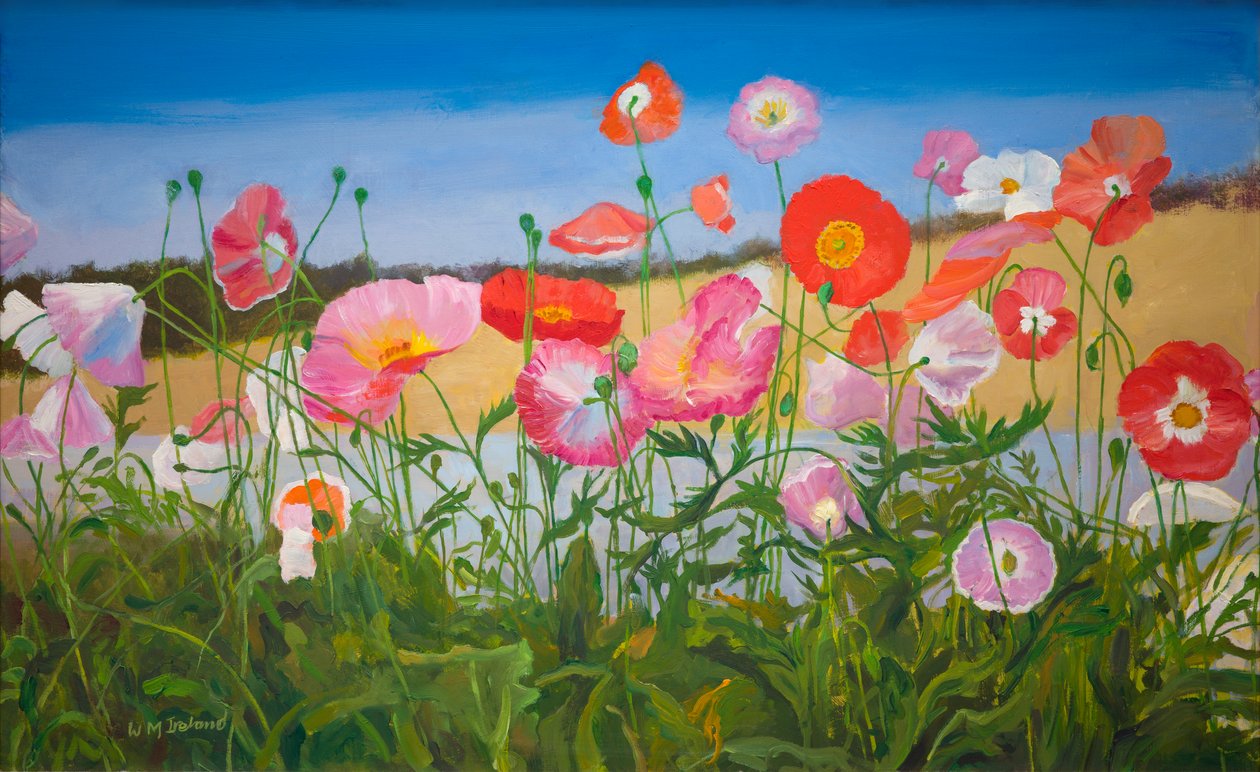 Valmuer (olie om bord) af William Ireland