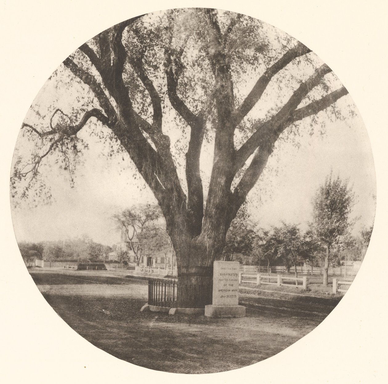 The Washington Elm af William J. Stillman