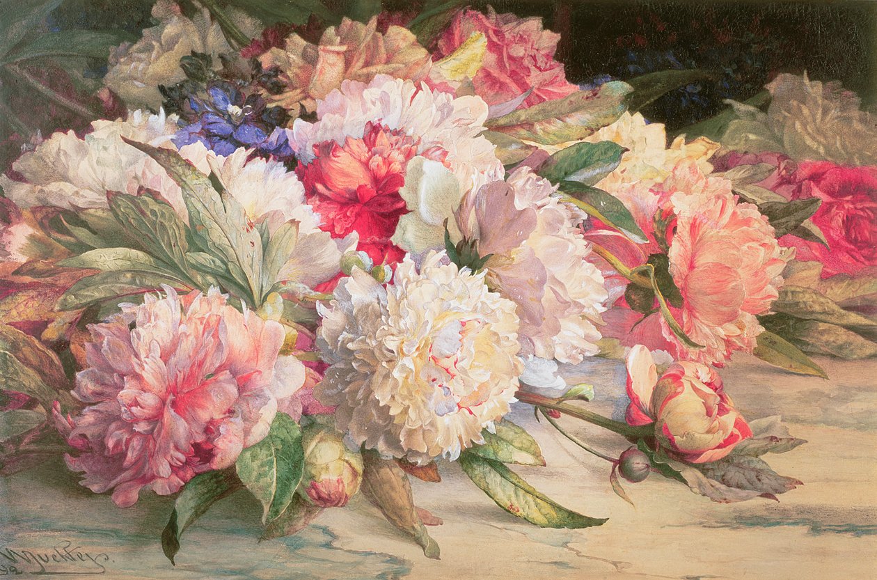 Peonies, 1892 (blyant, wc, forhøjet med hvid og gummi arabicum på papir) af William Jabez Muckley