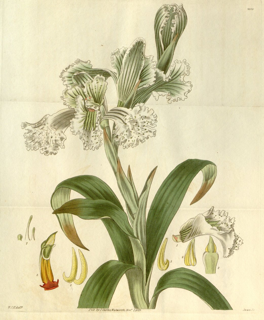 Chloraea bletioides af William Jackson Hooker