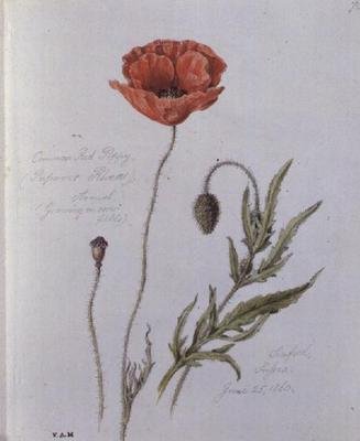 Almindelig rød valmue, malet i Seaford, Sussex, 25. juni 1860 (akvarel på papir) af William James Linton