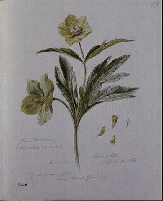 Grøn Hellebore, malet på Brantwood af William James Linton