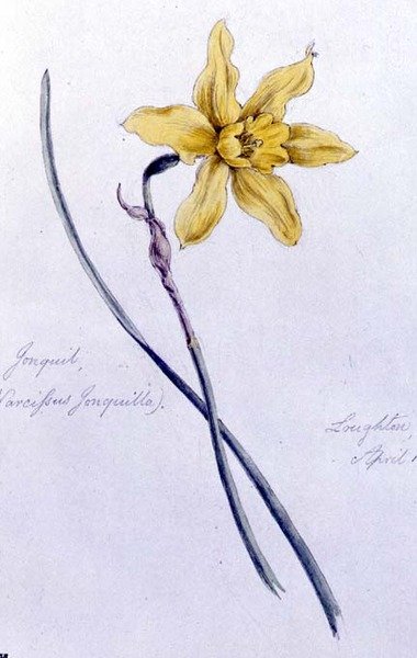 Jonquil, malet i Loughton af William James Linton