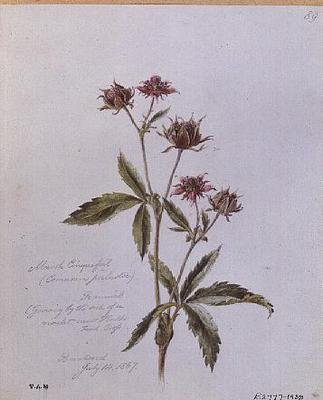 Marsh Cinquefoil, malet i Brentwood af William James Linton