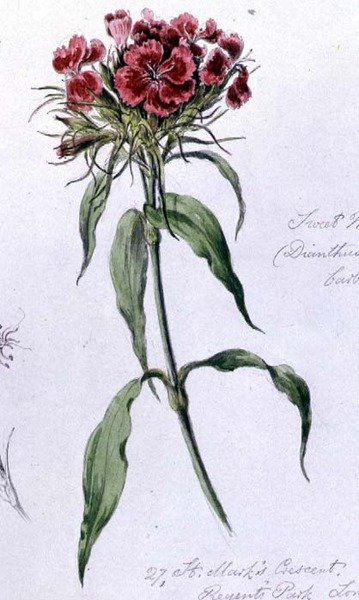 Sweet William, malet i Regents Park, 7. juni 1868 (akvarel på papir) af William James Linton