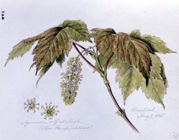 Sycamore, eller Great Maple, malet i Brantwood, 3. maj 1865 (akvarel på papir) af William James Linton