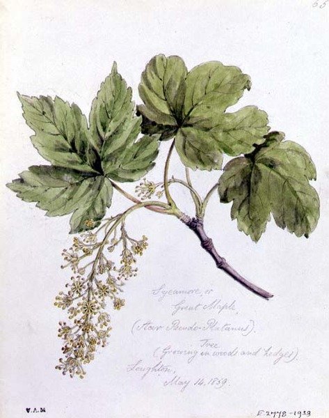 Sycamore, eller Great Maple, malet i Loughton af William James Linton