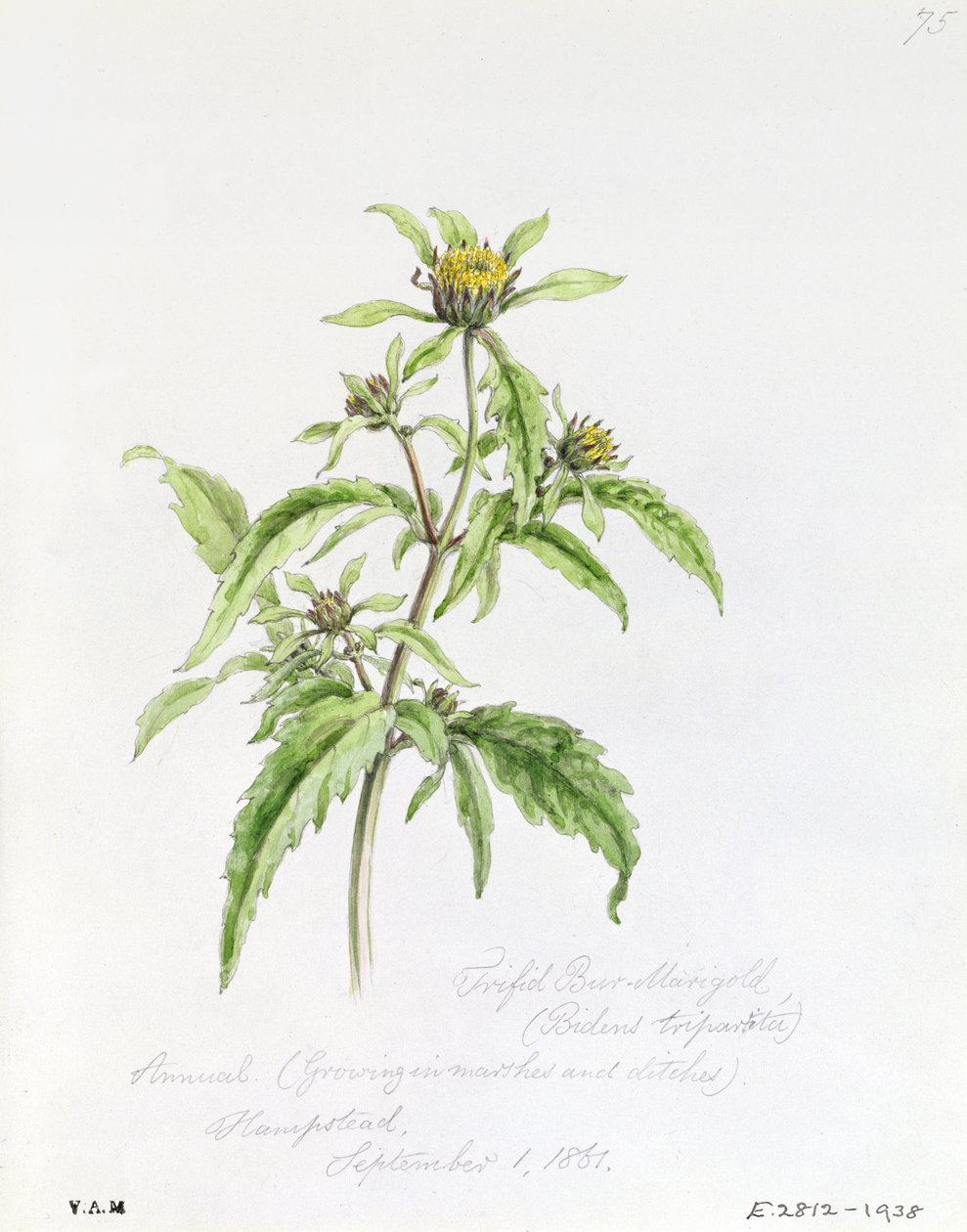 Trifid Burr-Marigold, malet i Hampstead, 1. september 1861 af William James Linton