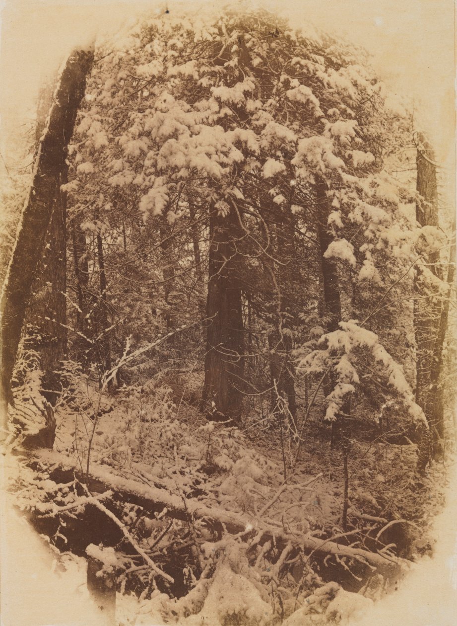 Uden titel Woods in Snow, 1859. af William James Stillman