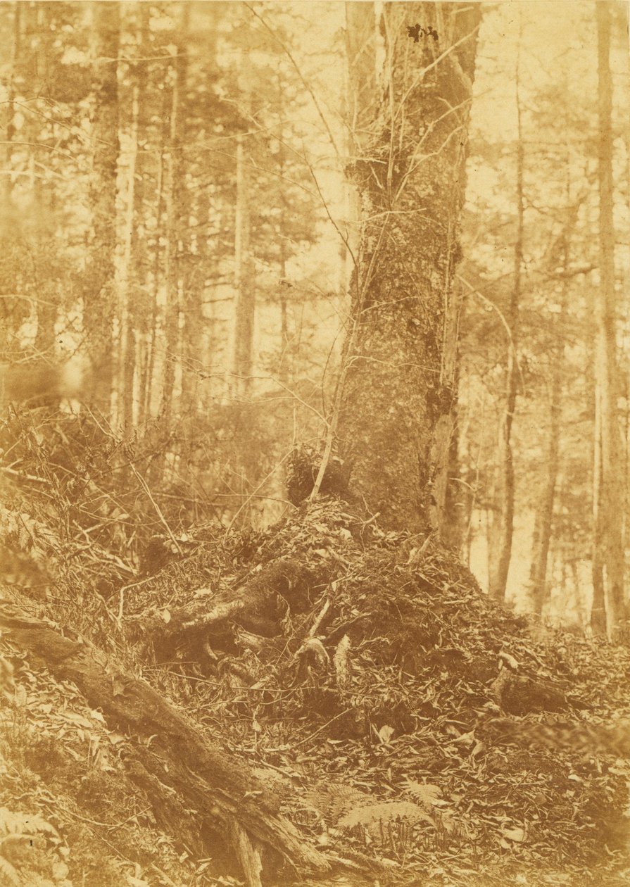 Uden titel, fra porteføljen The Forest: Adirondack-skoven af William James Stillman