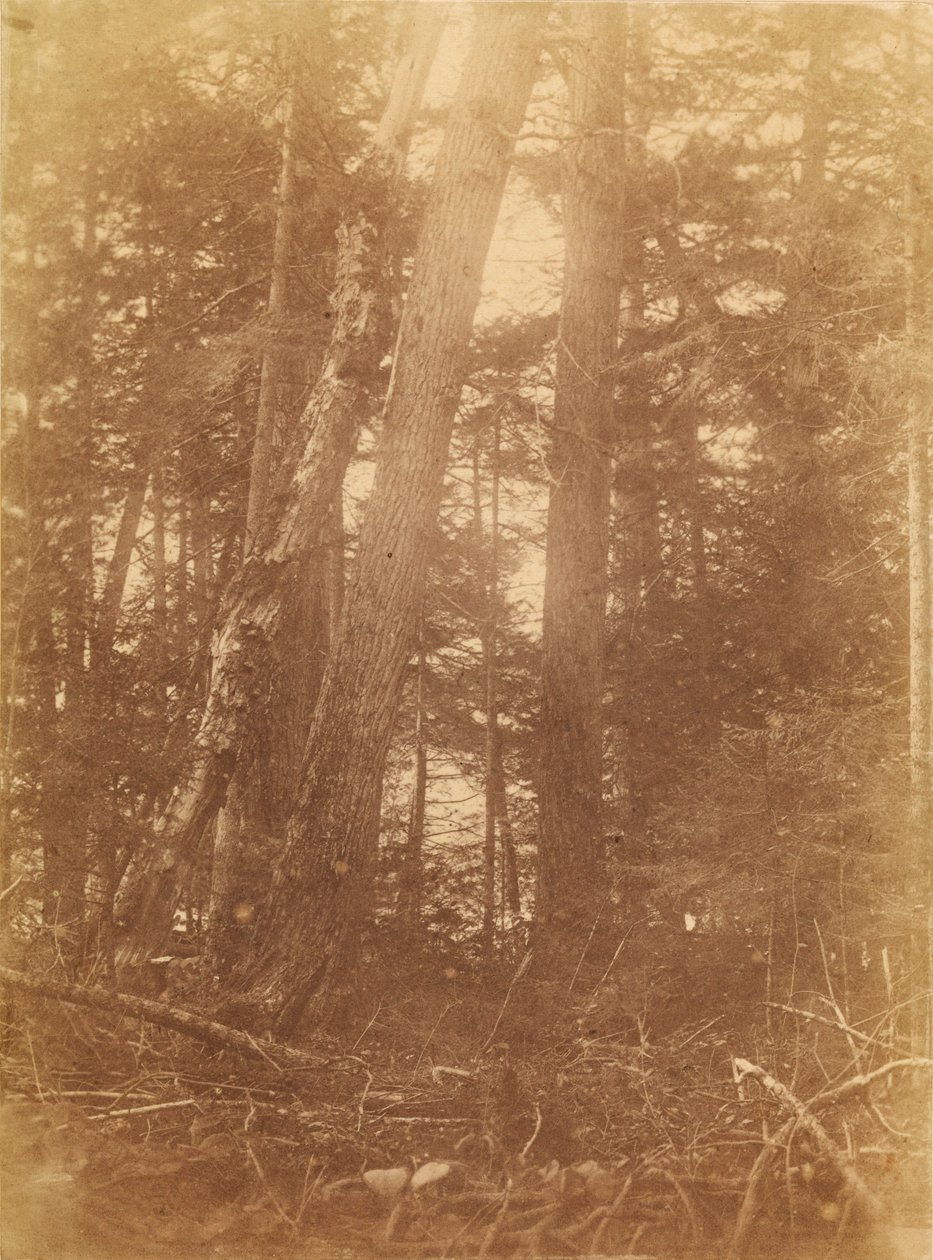 Uden titel, fra porteføljen The Forest: Adirondack-skoven af William James Stillman