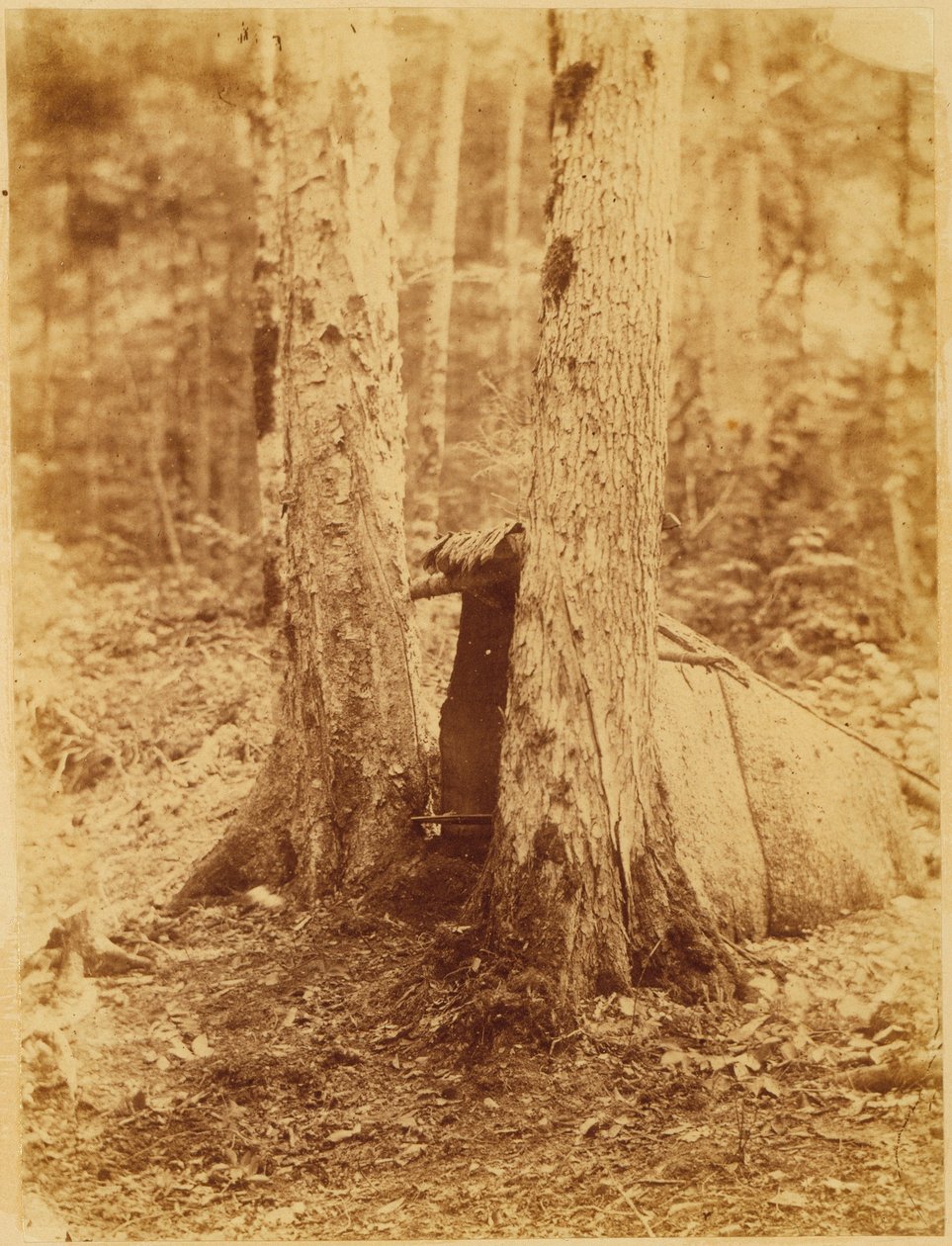Uden titel, fra porteføljen The Forest: Adirondack-skoven af William James Stillman