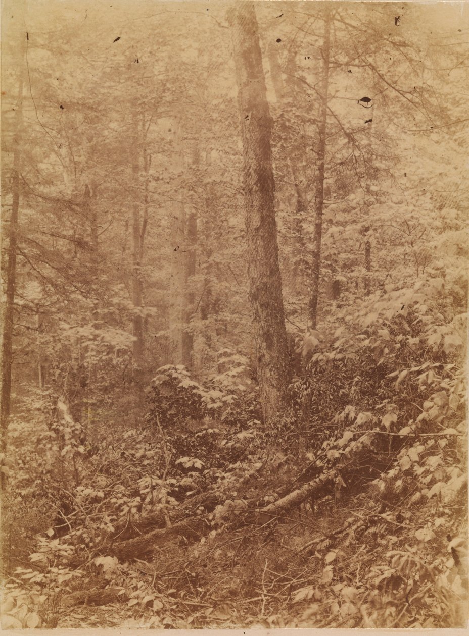 Uden titel, fra porteføljen The Forest: Adirondack-skoven af William James Stillman