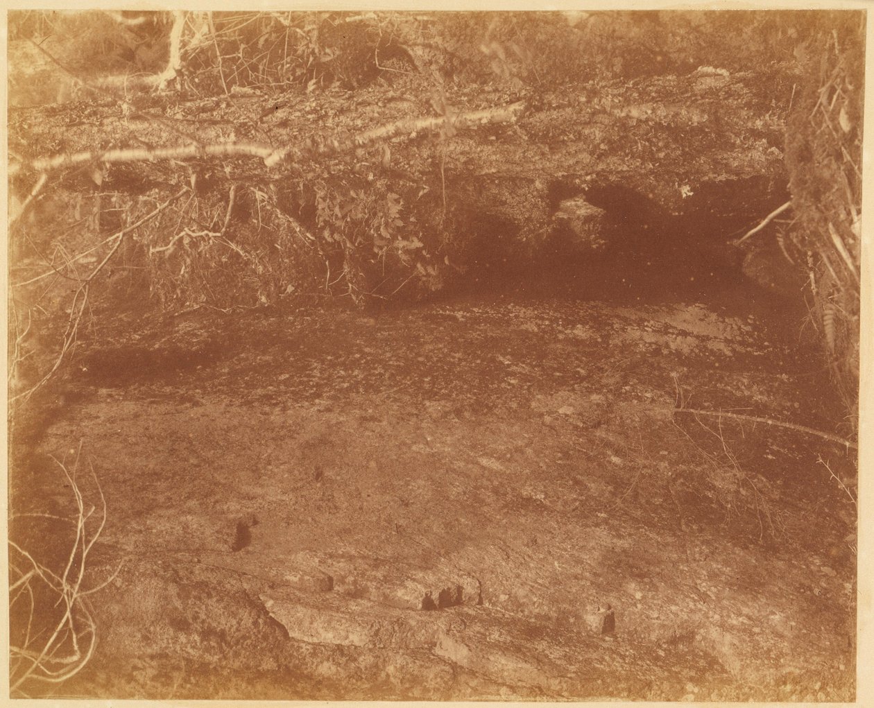 Uden titel, fra porteføljen The Forest: Adirondack-skoven af William James Stillman