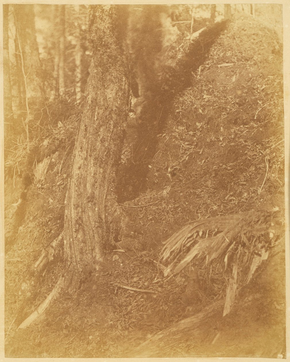 Uden titel, fra porteføljen The Forest: Adirondack-skoven af William James Stillman