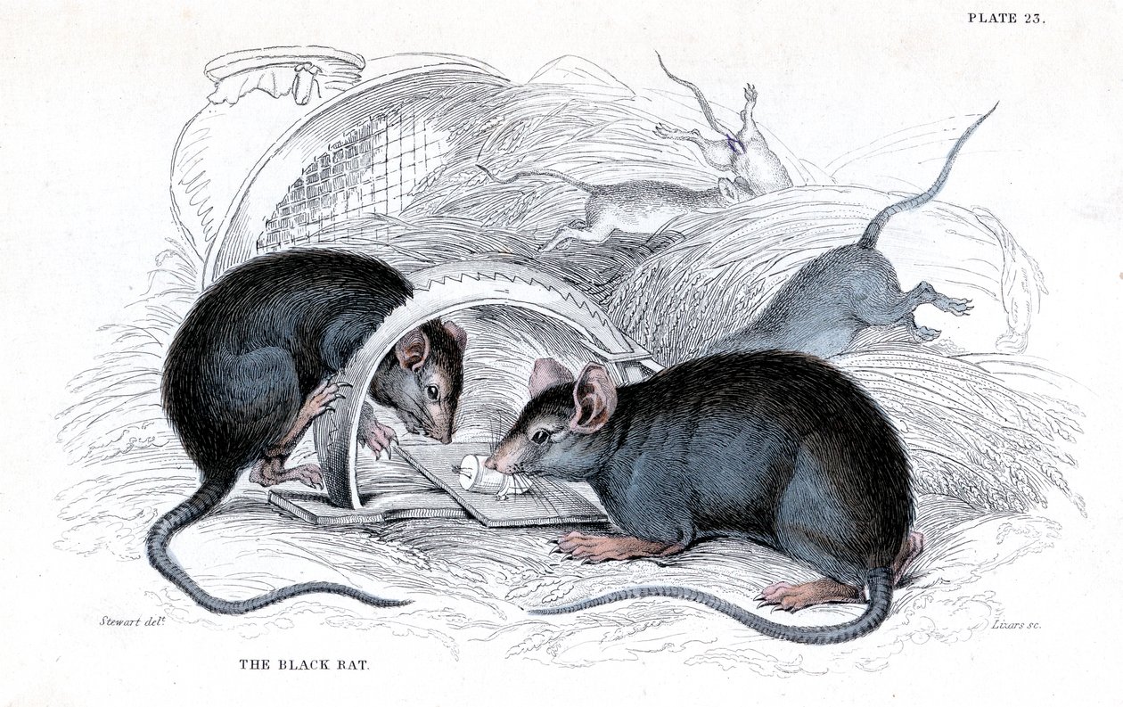 Gravering af sort rotte fanget i fælden, 1838 af William Jardine