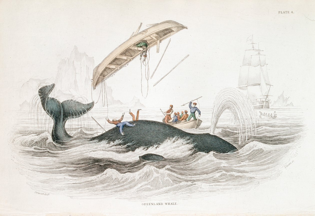 Harpunering af en grønlandsk hval, der har smidt en af de angribende både, 1837 af William Jardine