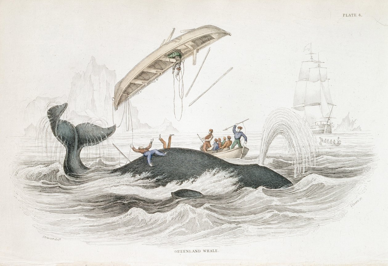 Harpuner en Grønlandshval, som har smidt en af de angribende både. Fra William Jardine The Naturalist