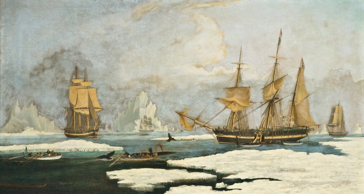 The Northern Whale Fishery: Skibet Harmony of Hull og andre isbundne hvalfangere, jagt sæler, narhvaler og hvaler på hvalfangerpladsen ved Davis Strædet ud for Grønland af William John Huggins