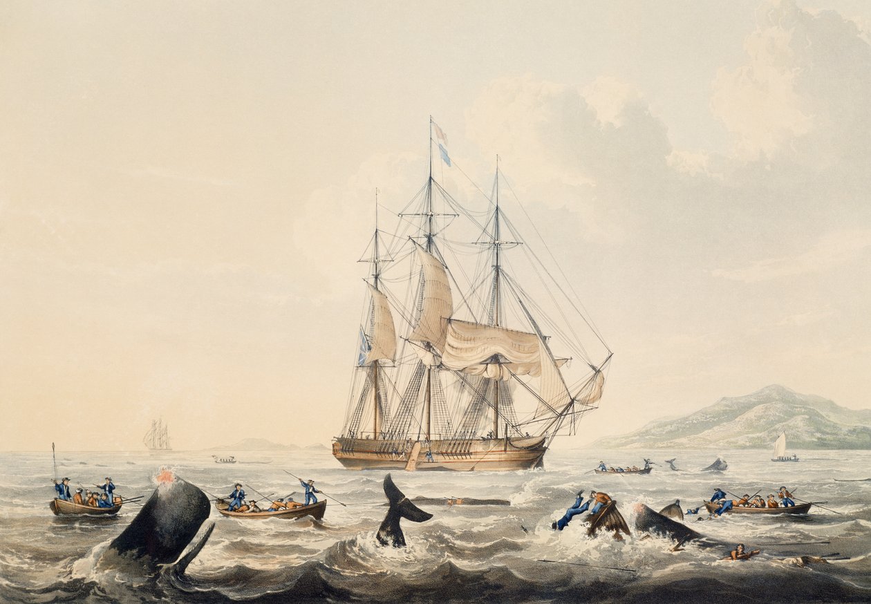 Whaling in South Seas, gravering af William John Huggins (1781-1845), 44x57 cm af William John Huggins