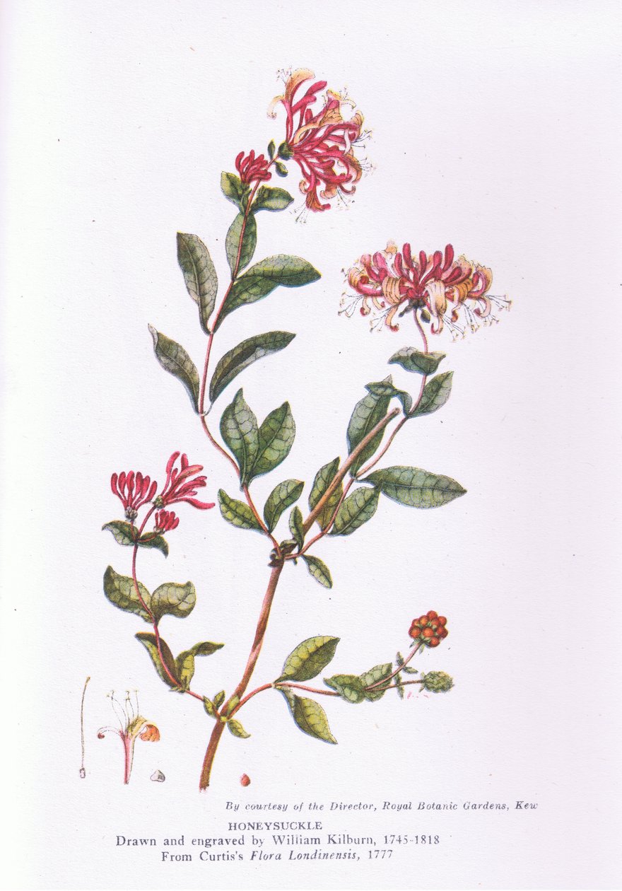 Honeysuckle, Nature in Britain udgivet af Collins, 1946 af William Kilburn