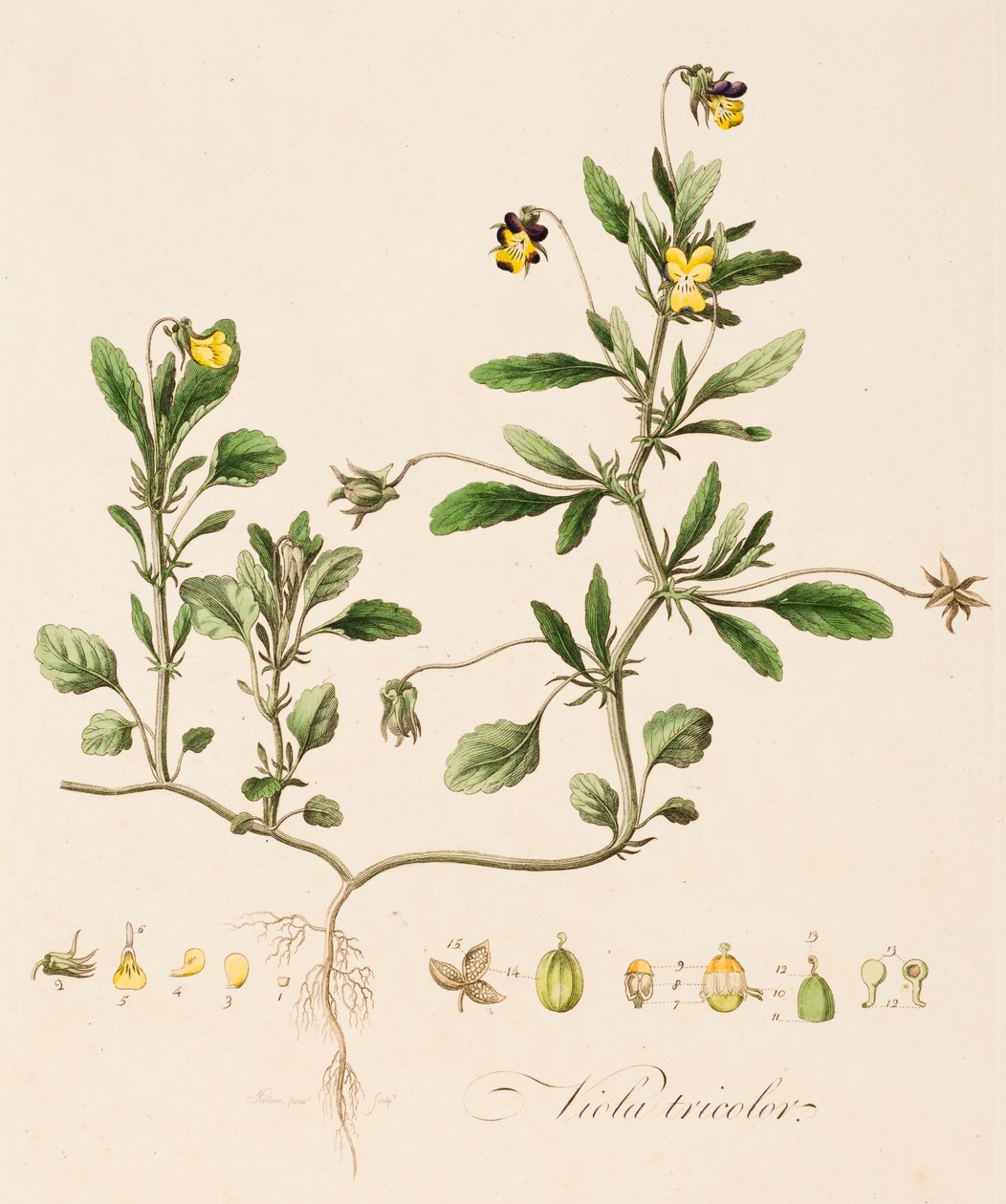 Bratsch tricolor, vild stedmoderblomst, c1770-1790. af William Kilburn