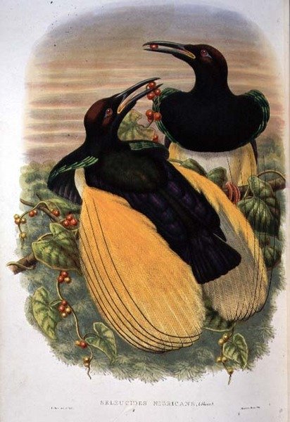 Paradisfugl: Tolvtrådet, Seleucidis Melanoleuca (farve litho) af William Matthew Hart