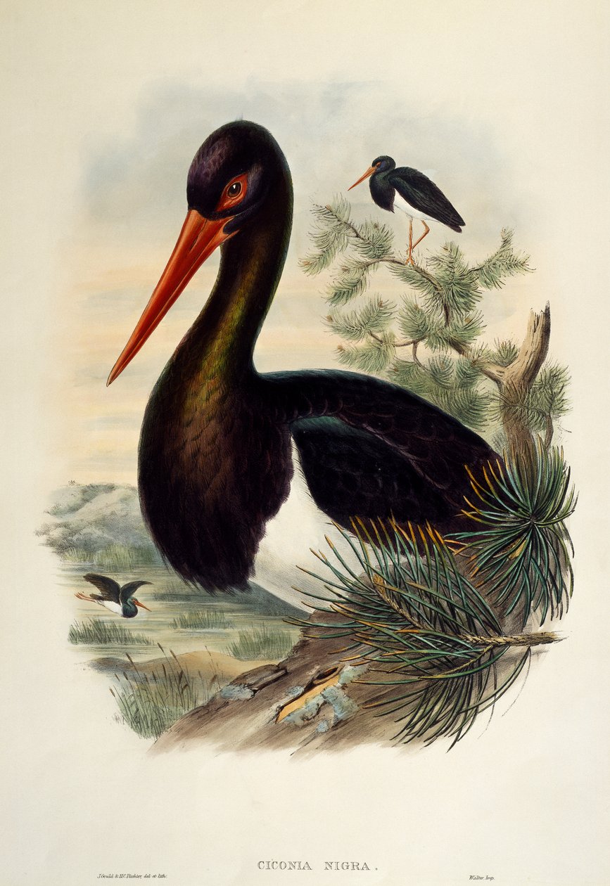 Sort stork (Ciconia nigra), litografi fra Birds of Great Britain af William Matthew Hart