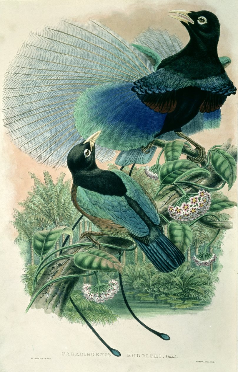 Blue Bird of Paradise (farve litho) af William Matthew Hart