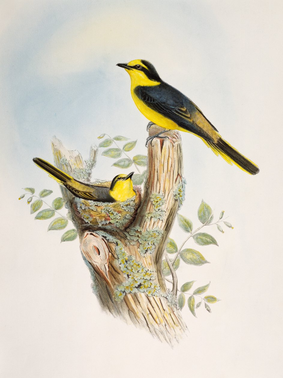 Brunrumpet minivet (Pericrocotus cantonensis), litografi fra Birds of Asia af William Matthew Hart