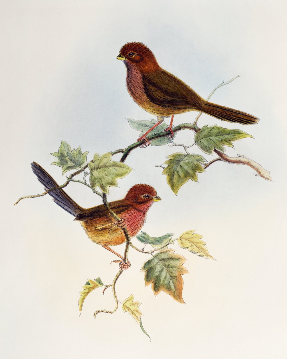 Brunvinget papegøje (Paradoxornis brunneus), litografi fra Birds of Asia af William Matthew Hart