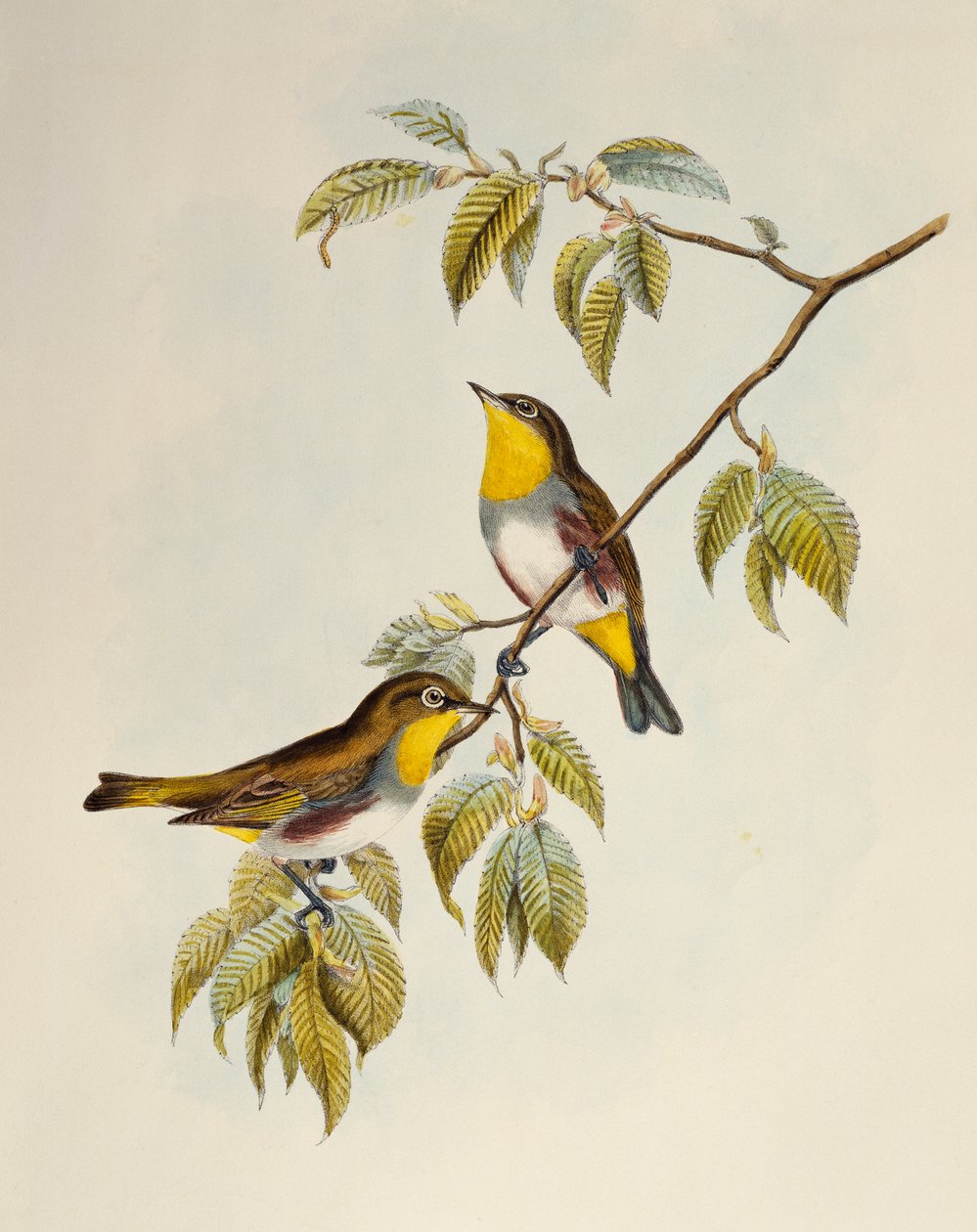 Kastanjeflankeret hvidøje (Zosterops erythropleurus), litografi fra Birds of Asia af William Matthew Hart