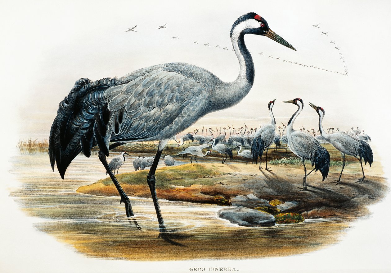 Trane (Grus cinerea), litografi fra Birds of Great Britain af William Matthew Hart