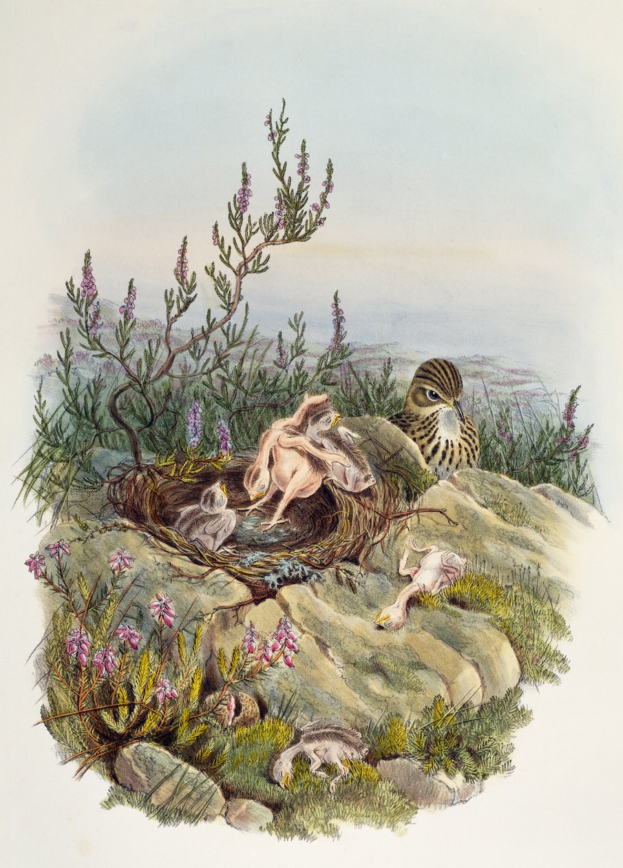 Common Cuckoo, af John Gould (1804-1881), litografi af William Matthew Hart (1830-1908), Storbritannien af William Matthew Hart