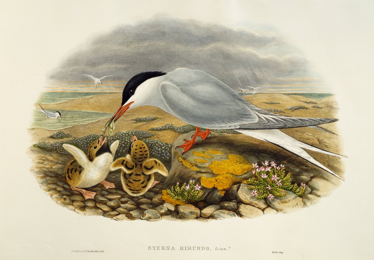 Almindelig tern (Sterna hirundo), litografi fra Birds of Great Britain af William Matthew Hart