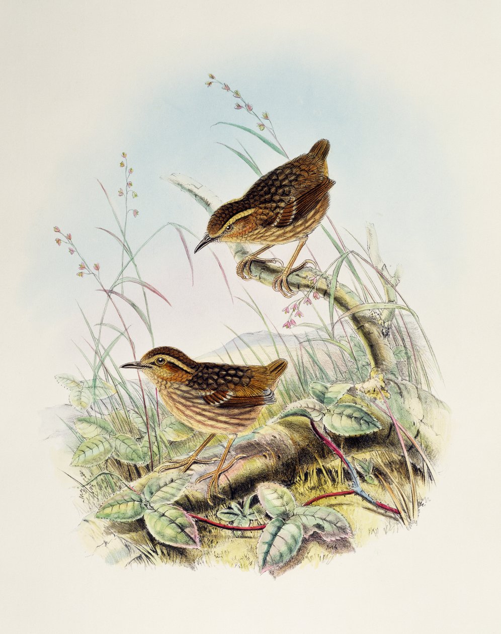 Eyebrow Wren-Babbler (Napothera epilepidota), litografi fra Birds of Great Britain af William Matthew Hart