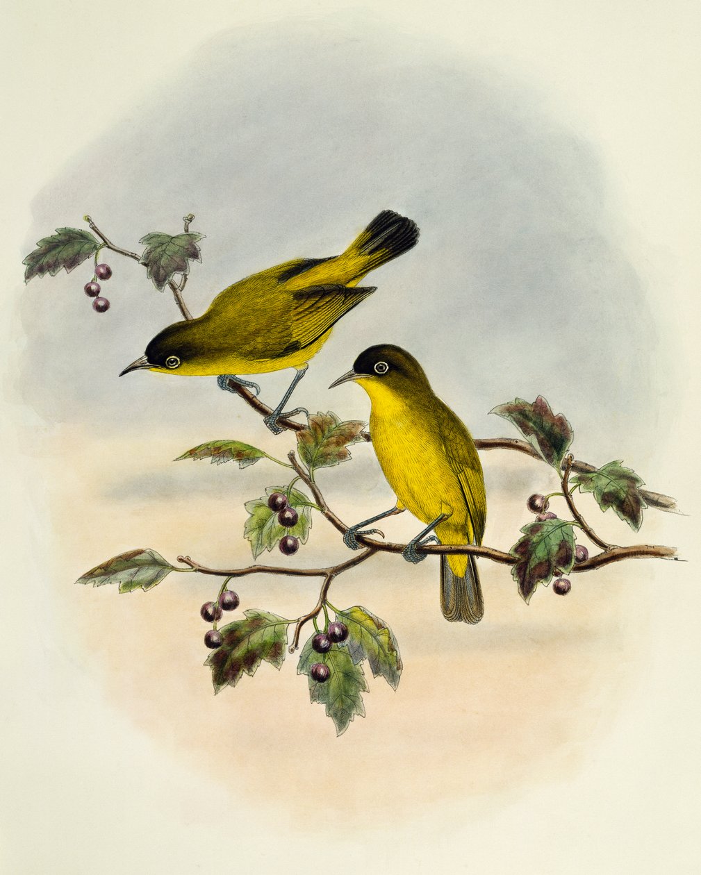 Golden-bellied white-eye (Zosterops uropygialis), gravering af William Matthew Hart (1830-1908), Storbritannien af William Matthew Hart